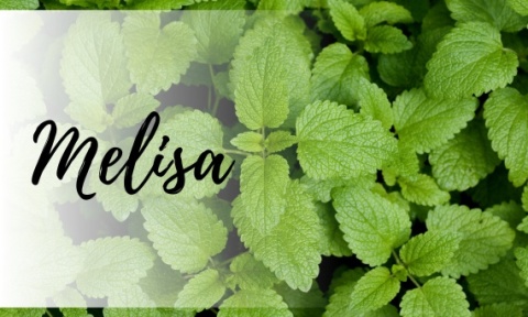 Na co pomaga melisa? Na co pomaga melisa?
