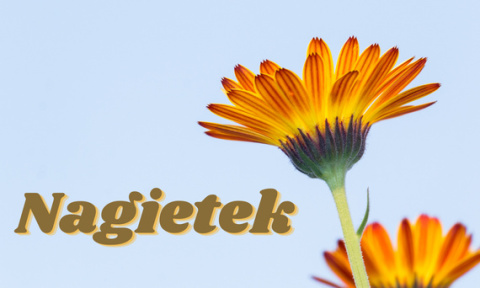 Nagietek suszony kwiat 50 g - Medfuture Nagietek suszony kwiat 50 g - Medfuture