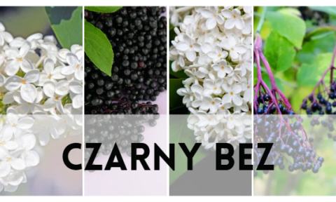 Sok z owoców czarnego bzu - naturalny, bez cukru - 1000 ml Sok z owoców czarnego bzu - naturalny, bez cukru - 1000 ml