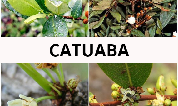 Catuaba - naturalny afrodyzjak