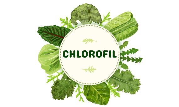 Chlorofil - jego właściwości zdrowotne